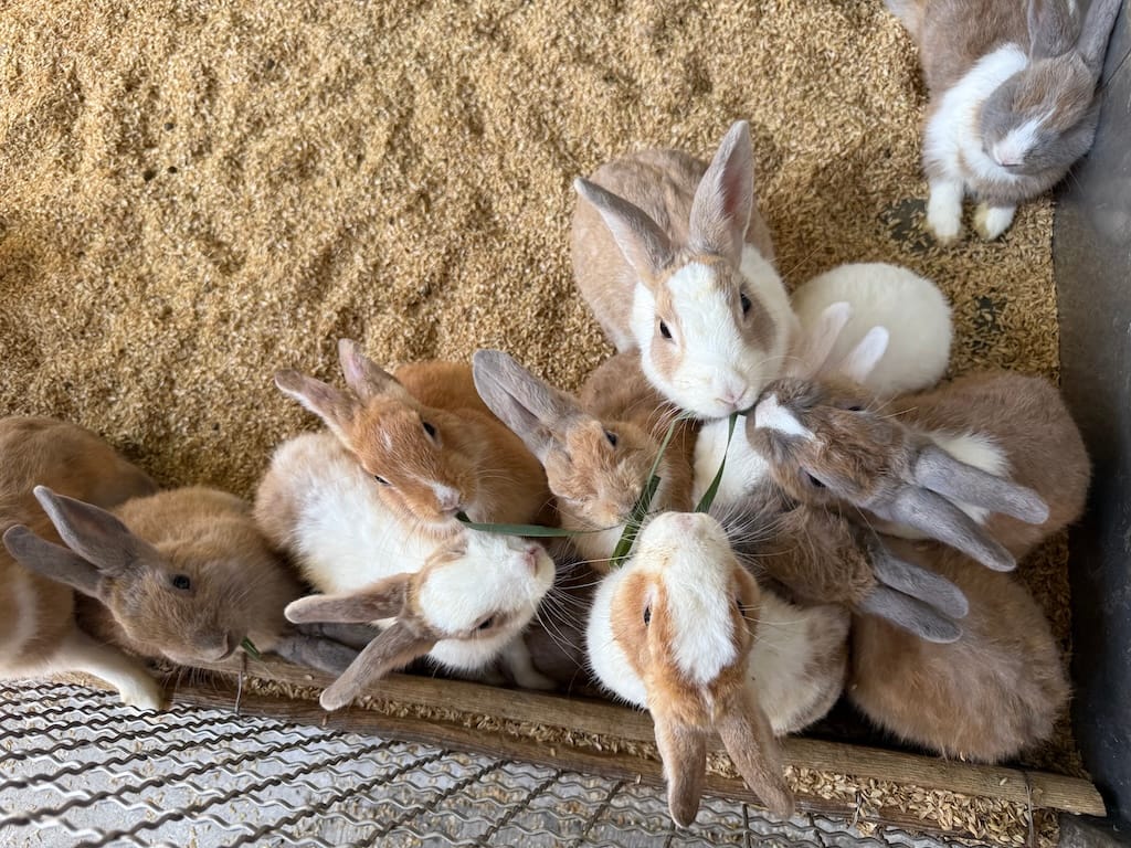 兔兔寶寶很健康