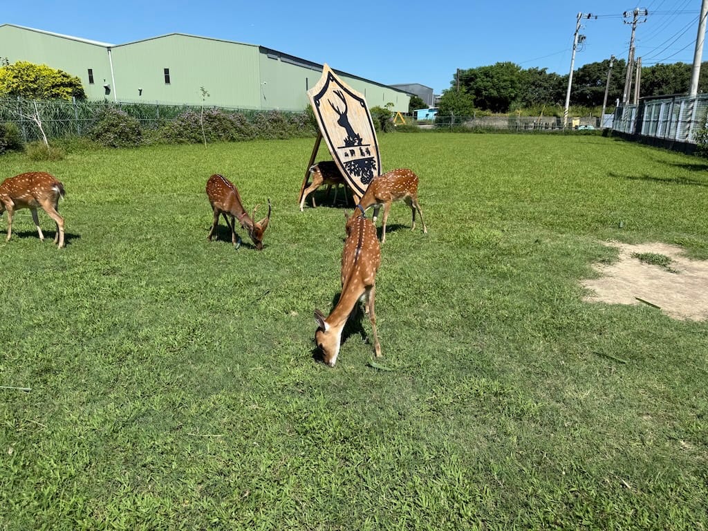 山腳鹿場水鹿之家室外區的成鹿