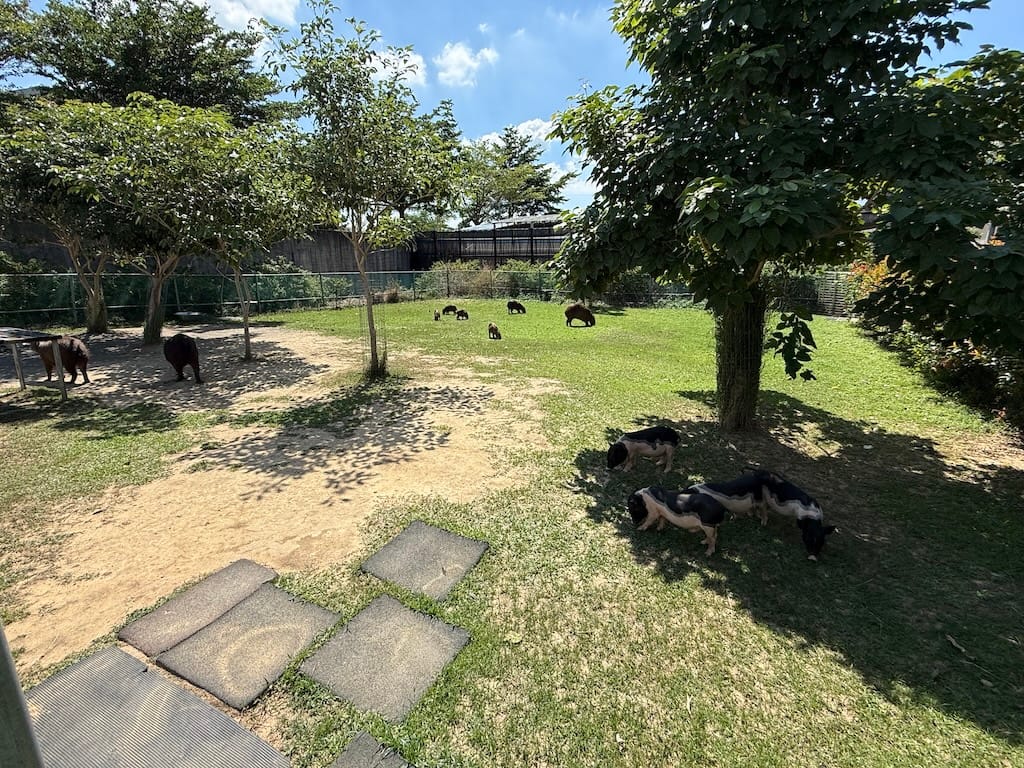 後院有豬豬&水豚